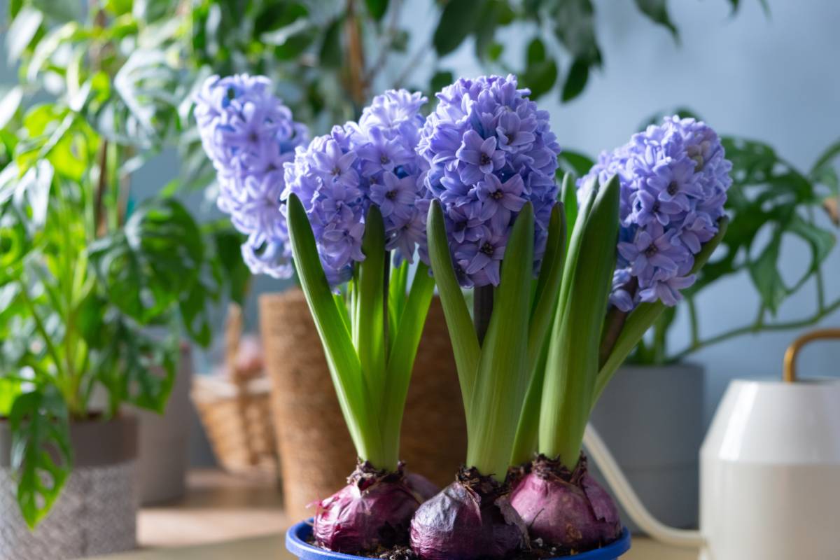 hyacinths, bulbous plants to grow at home in winter