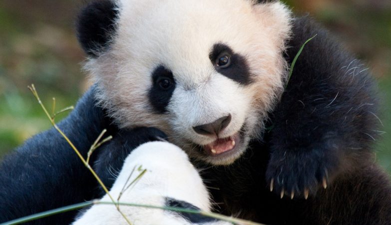 Pandas use tools to scratch themselves, thanks to a strange evolutionary quirk