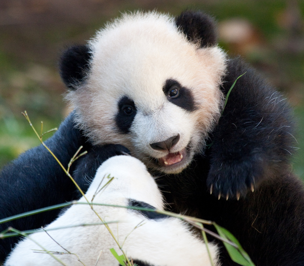 Pandas use tools to scratch themselves, thanks to a strange evolutionary quirk