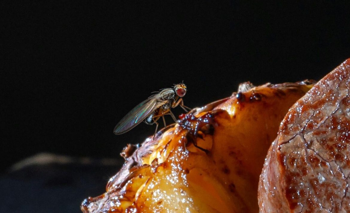 What happens (and what danger are we really in) when a fly lands on our food?
