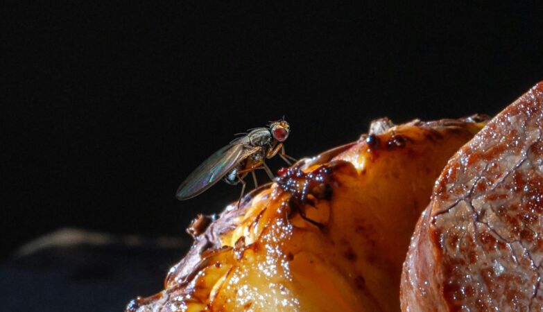 What happens (and what danger are we really in) when a fly lands on our food?