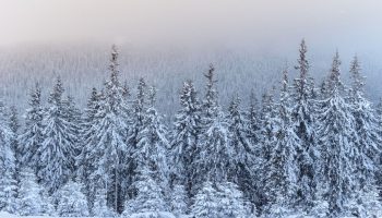 Ice Age Trees That “Choke” Helped Stabilize Earth’s Atmosphere
