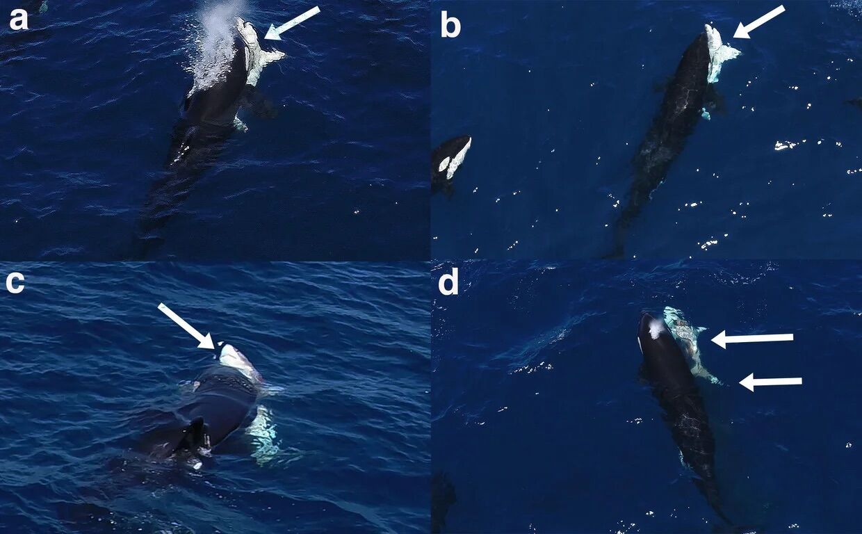 Orcas filmed hunting a young shark (and eating its liver) with never-before-seen technique