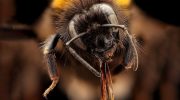 Scientists taught bees to use Morse Code
