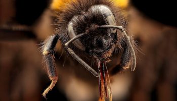 Scientists taught bees to use Morse Code