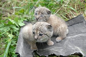 Iberian Lynx Ex Situ Program records record 62 births in 2025