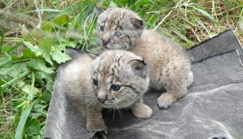 Iberian Lynx Ex Situ Program records record 62 births in 2025