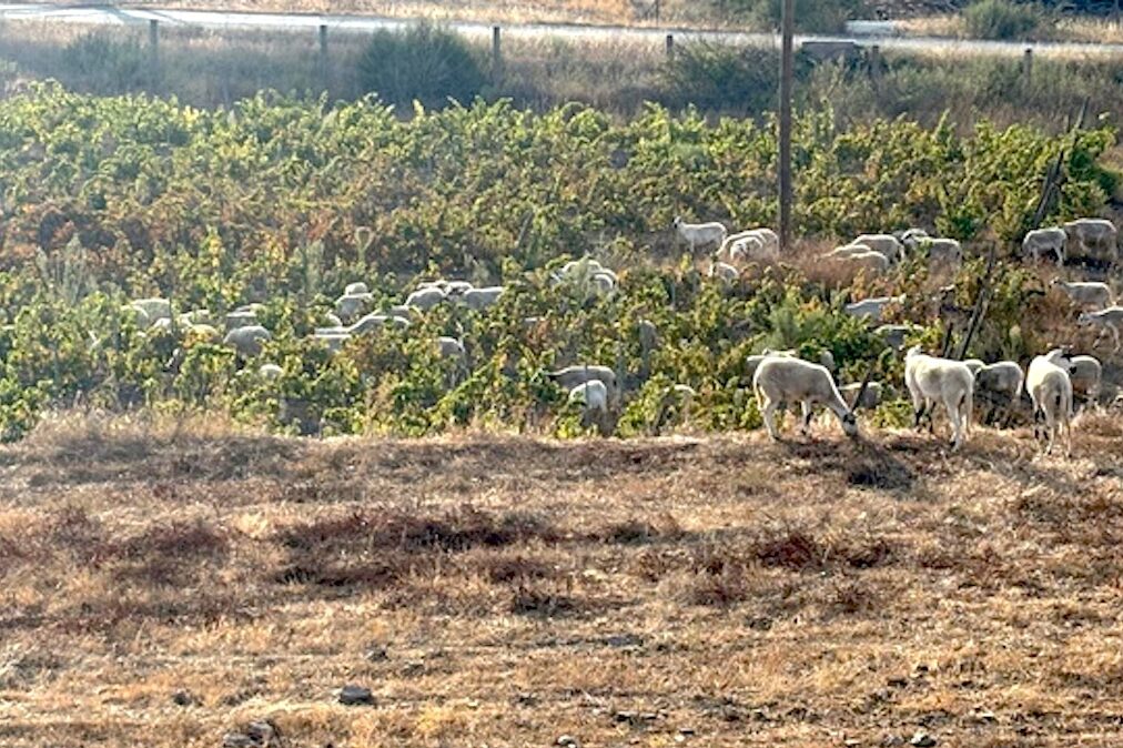 Regenerative viticulture: Herdade Barranco do Vale invests in native sheep to care for the land