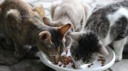 After all, is feeding animals on the street allowed or prohibited? In these municipalities, fines can reach €8,000