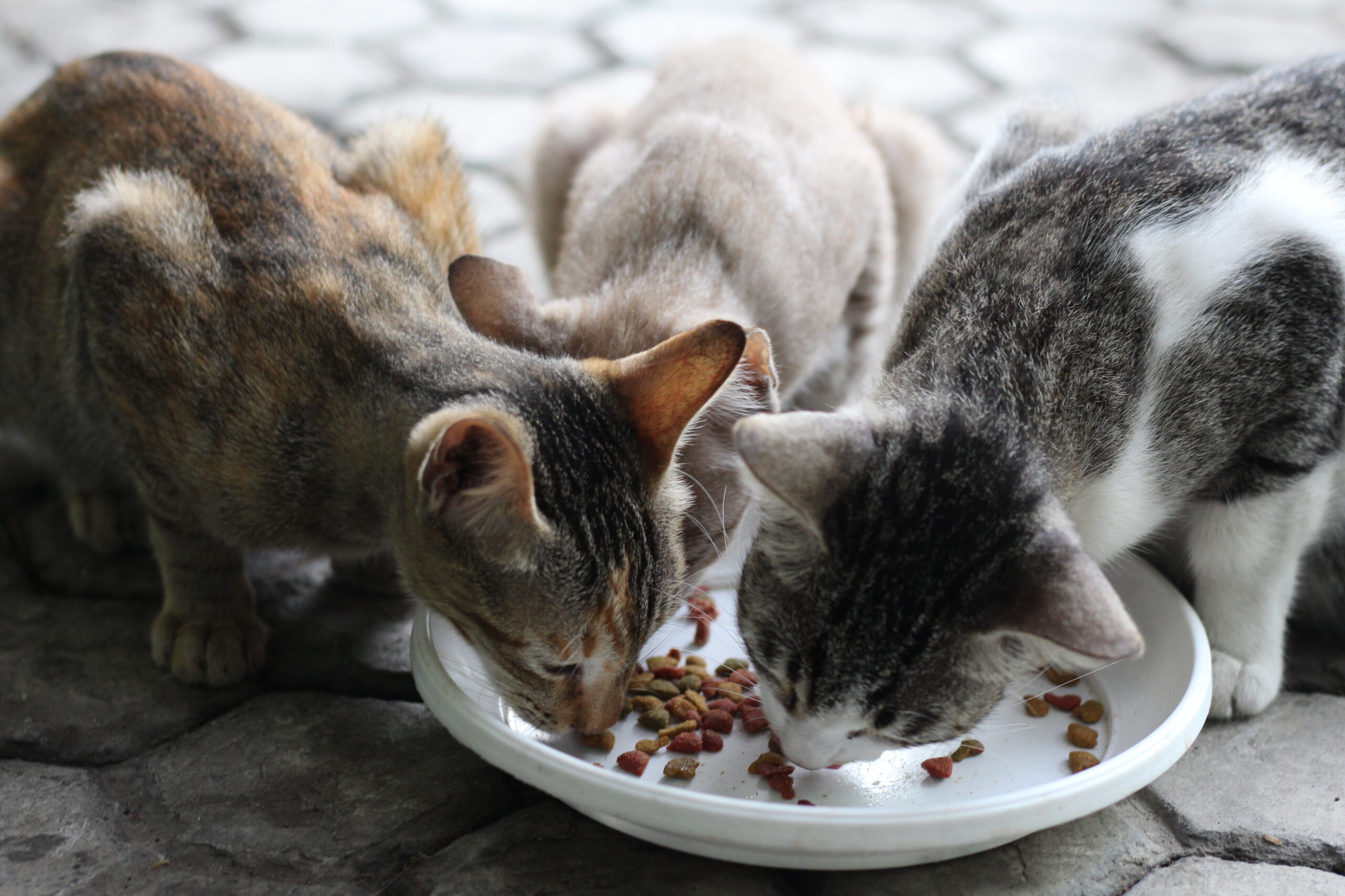 After all, is feeding animals on the street allowed or prohibited? In these municipalities, fines can reach €8,000