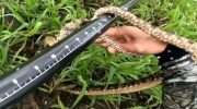 Fisherman is bitten by a snake while filming fishing; see video