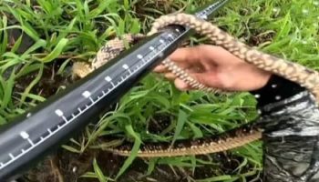 Fisherman is bitten by a snake while filming fishing; see video