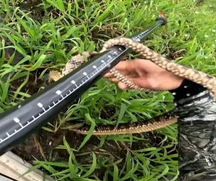 Fisherman is bitten by a snake while filming fishing; see video