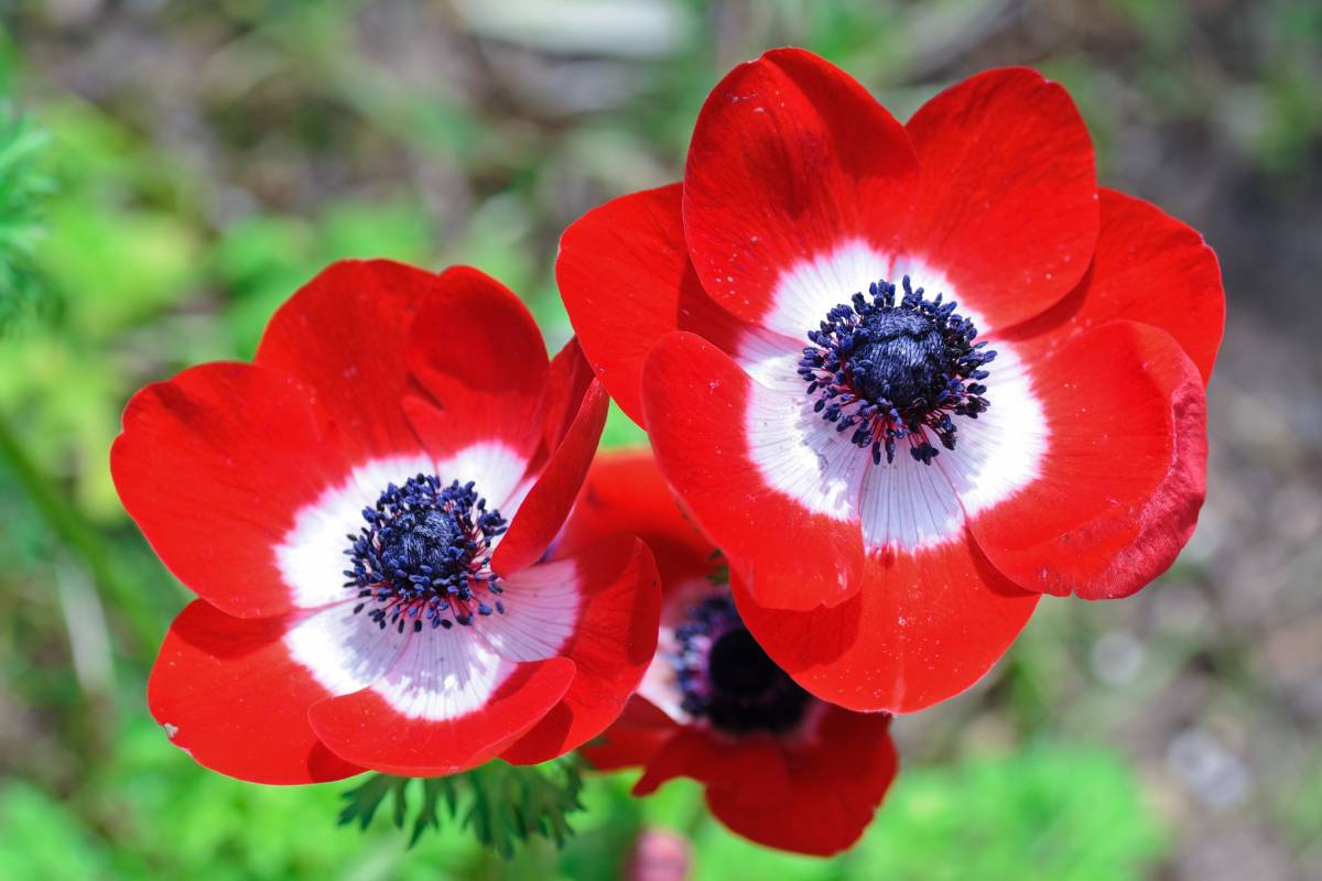 red anemones