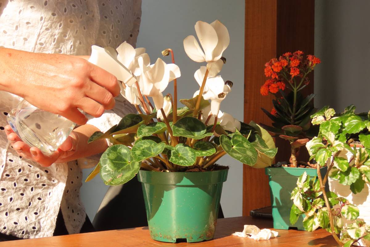 woman watering cyclamens