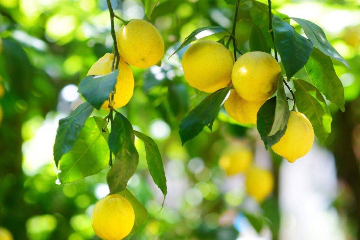 lemon plant, cutting first time