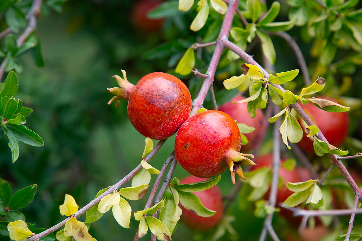How to prepare the pomegranate for winter: protection, light pruning and little tricks