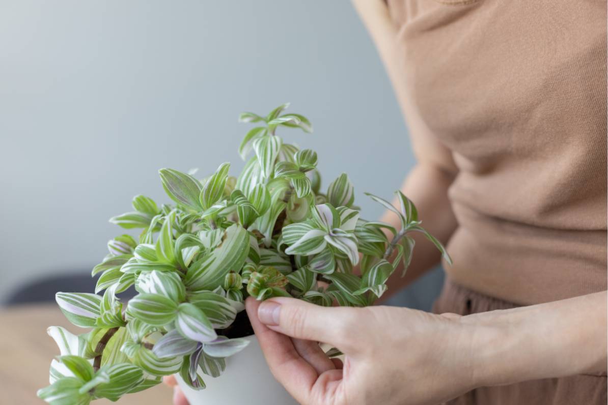 woman evaluates a misery plant