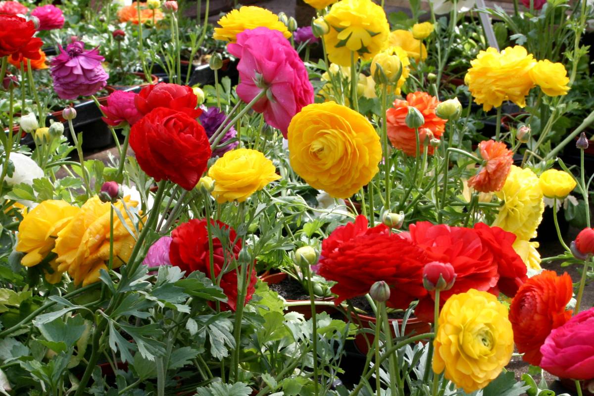 multicolored buttercups