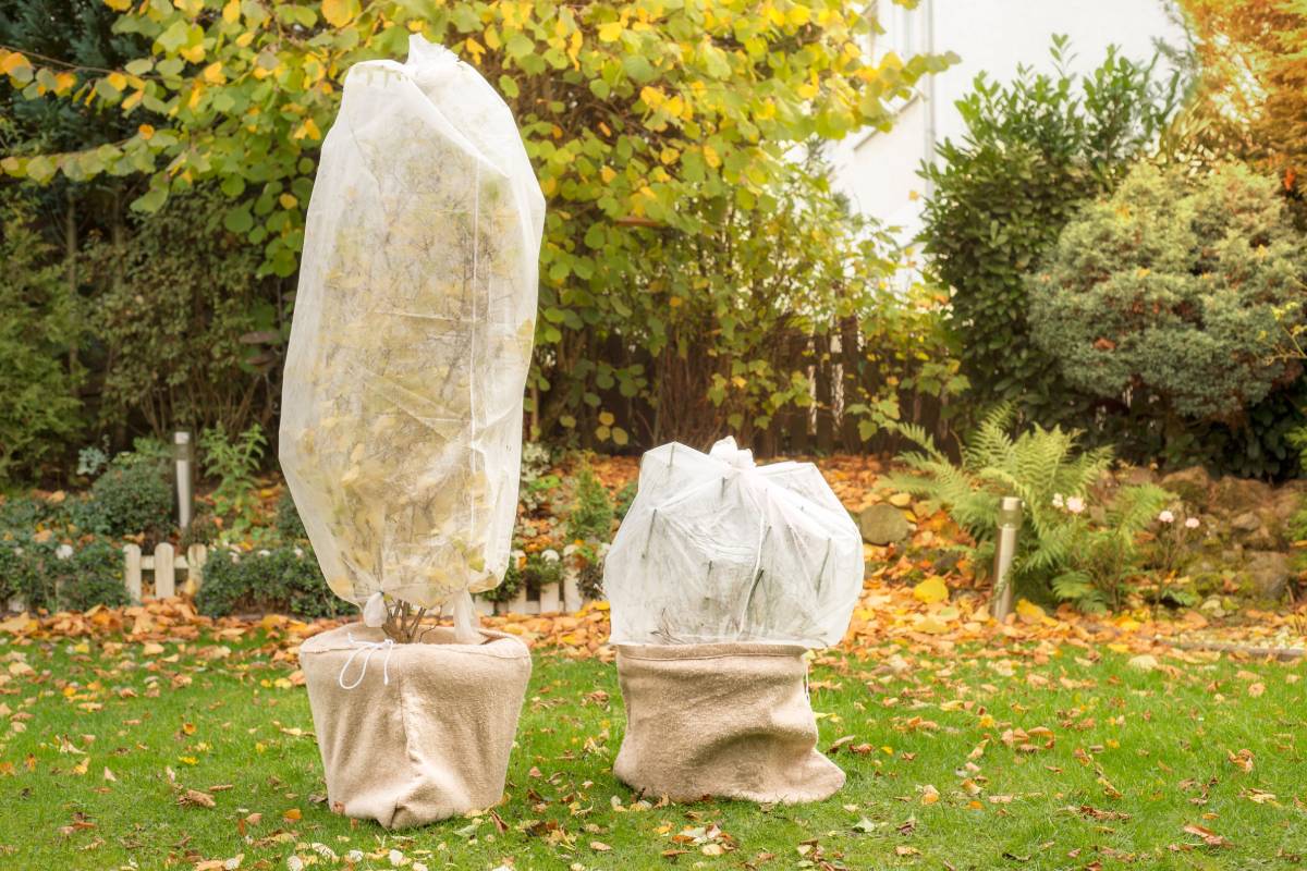 plants covered against frost 