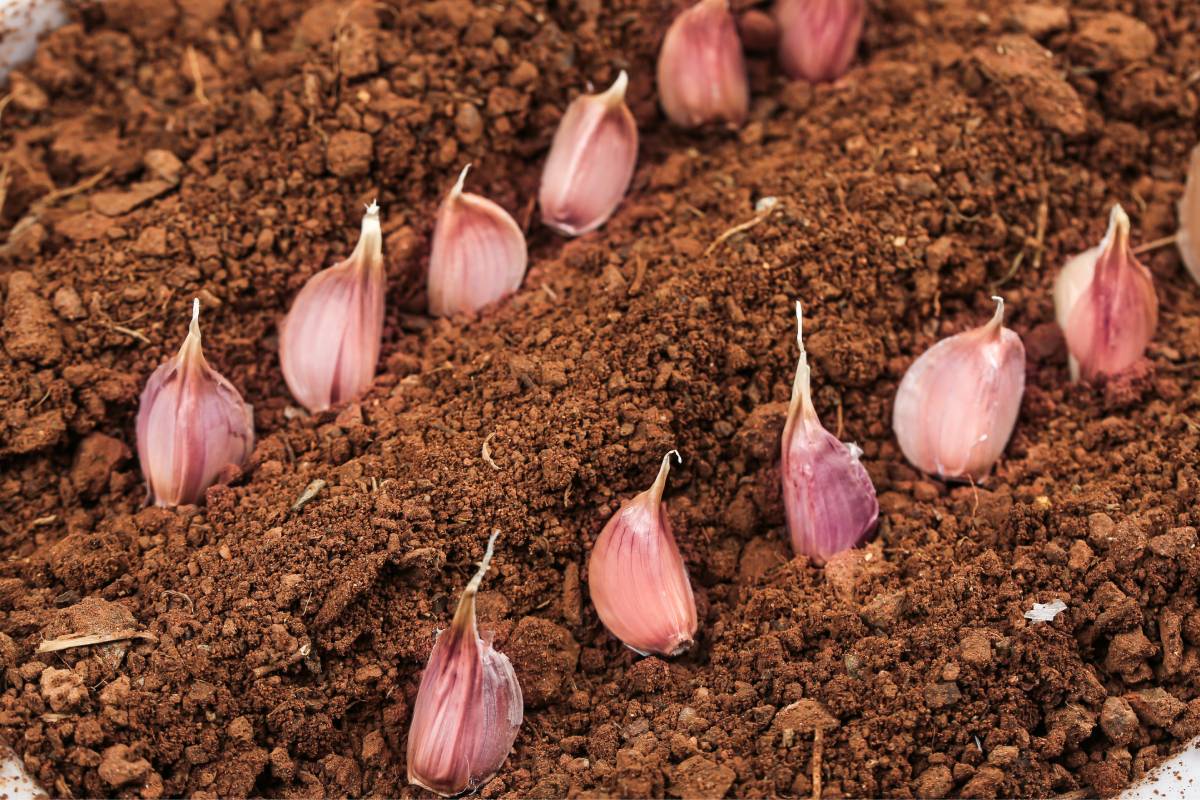 What to plant now: Garlic, planted in the fall