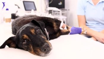 Cats, dogs and even whales are contracting human diseases. What's going on?