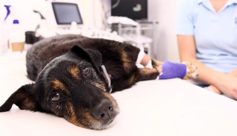 Cats, dogs and even whales are contracting human diseases. What's going on?