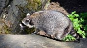 Raccoons are turning into pets because of urban trash