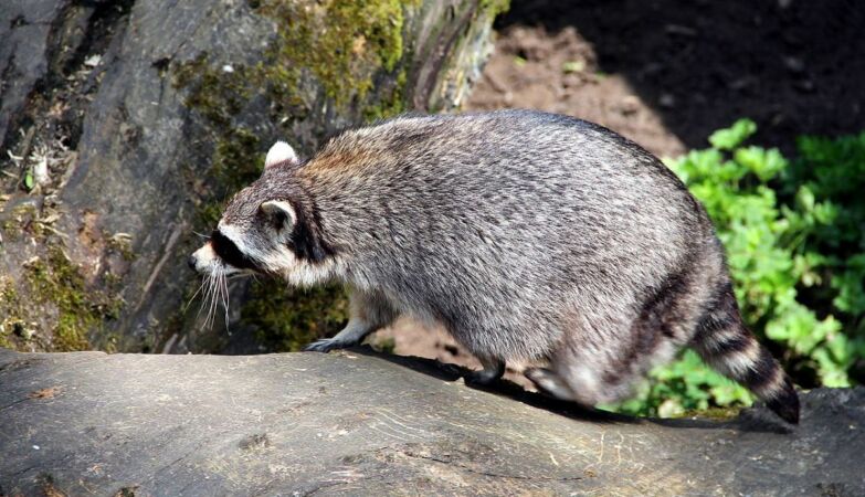 Raccoons are turning into pets because of urban trash