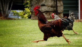 Spain orders confinement of all birds due to flu. Portugal with high risk of contamination