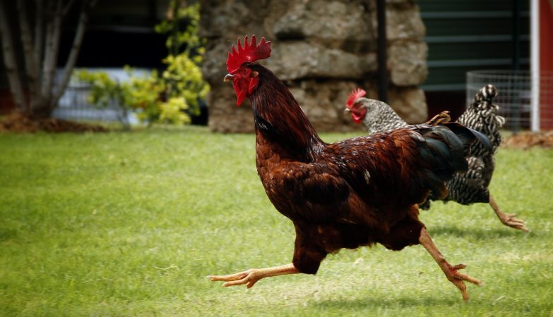 Spain orders confinement of all birds due to flu. Portugal with high risk of contamination