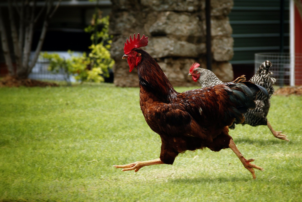Spain orders confinement of all birds due to flu. Portugal with high risk of contamination