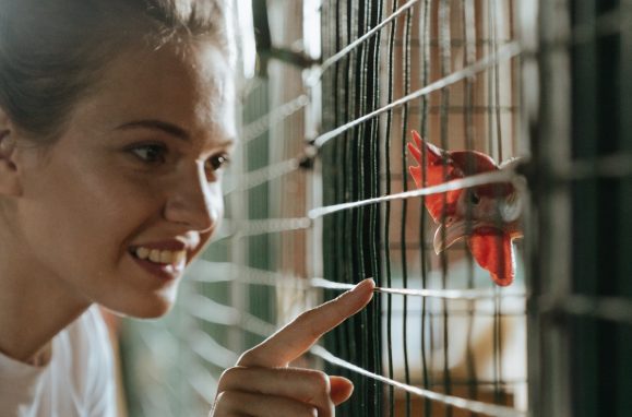 Dogs, cats, cattle, horses. How they became our friends