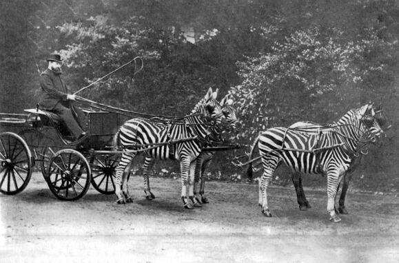 We tried, but we couldn't: why we never domesticated zebras