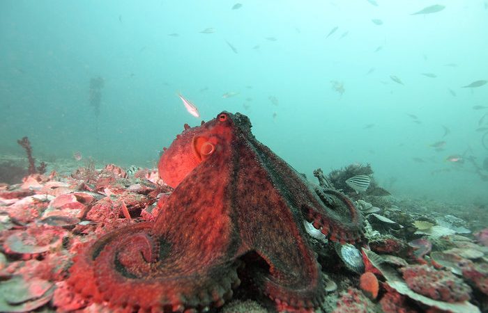 The future of sunscreens will have octopuses as camouflaged protagonists