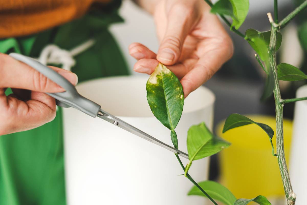 pruning a tired plant