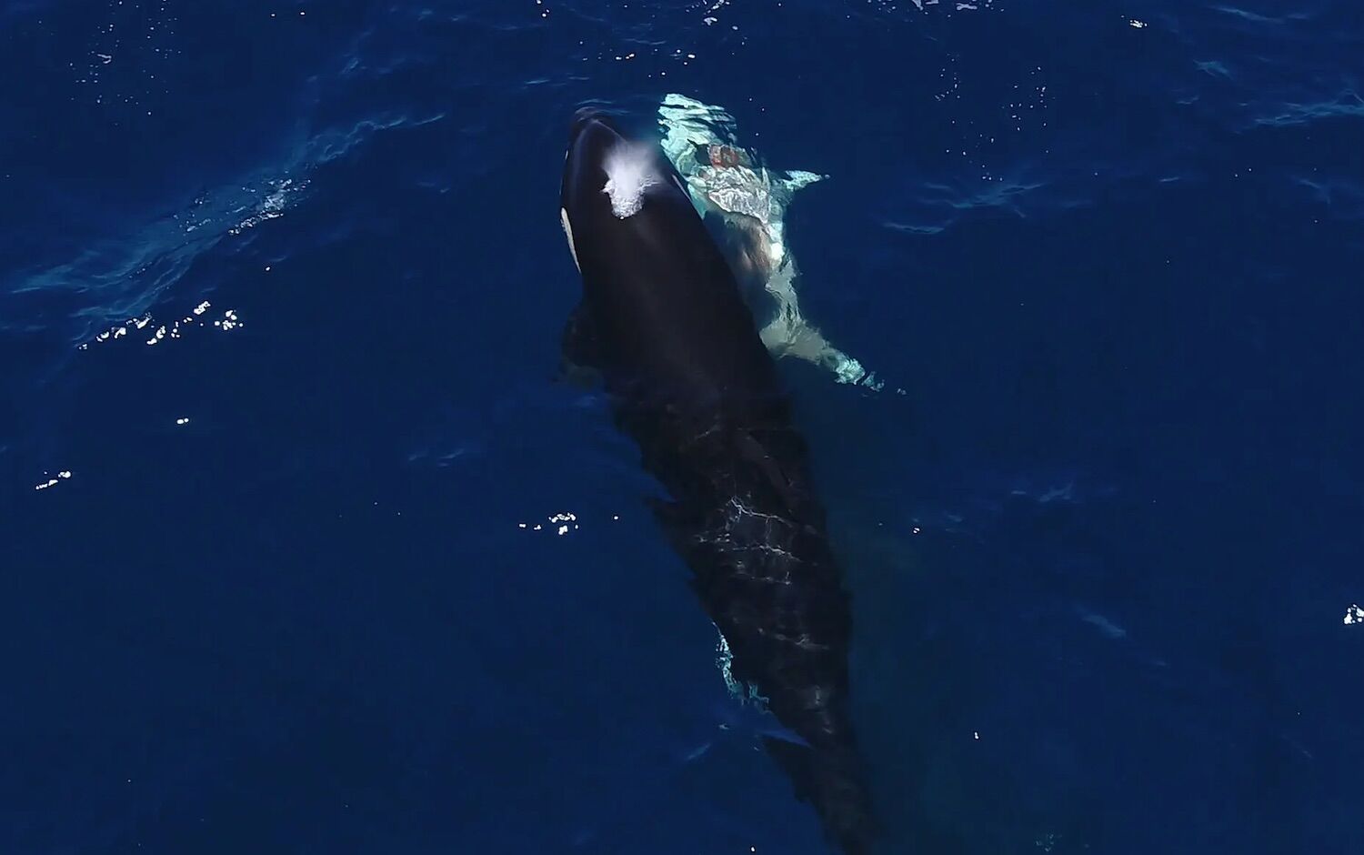 Orcas filmed hunting a young shark (and eating its liver) with never-before-seen technique