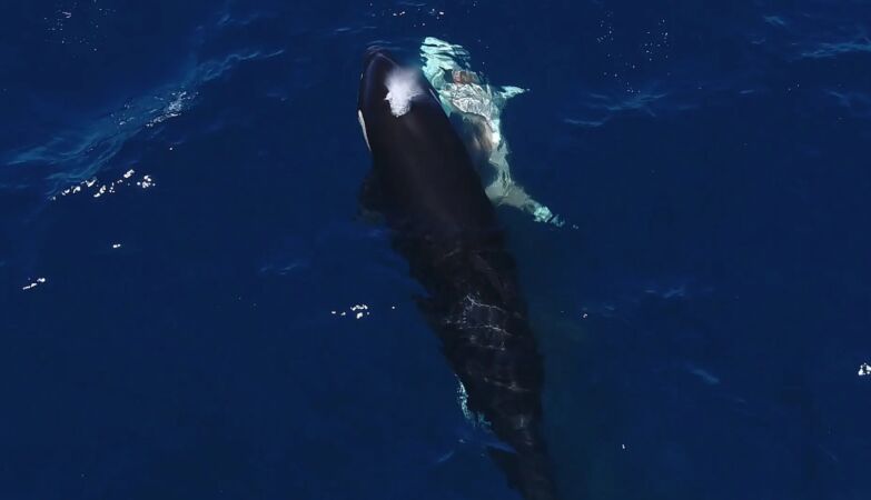 Orcas filmed hunting a young shark (and eating its liver) with never-before-seen technique