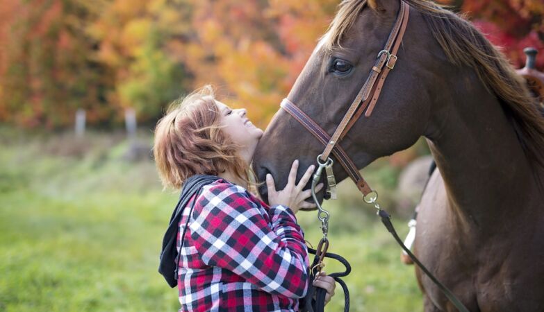 Dogs, cats, cattle, horses. How they became our friends