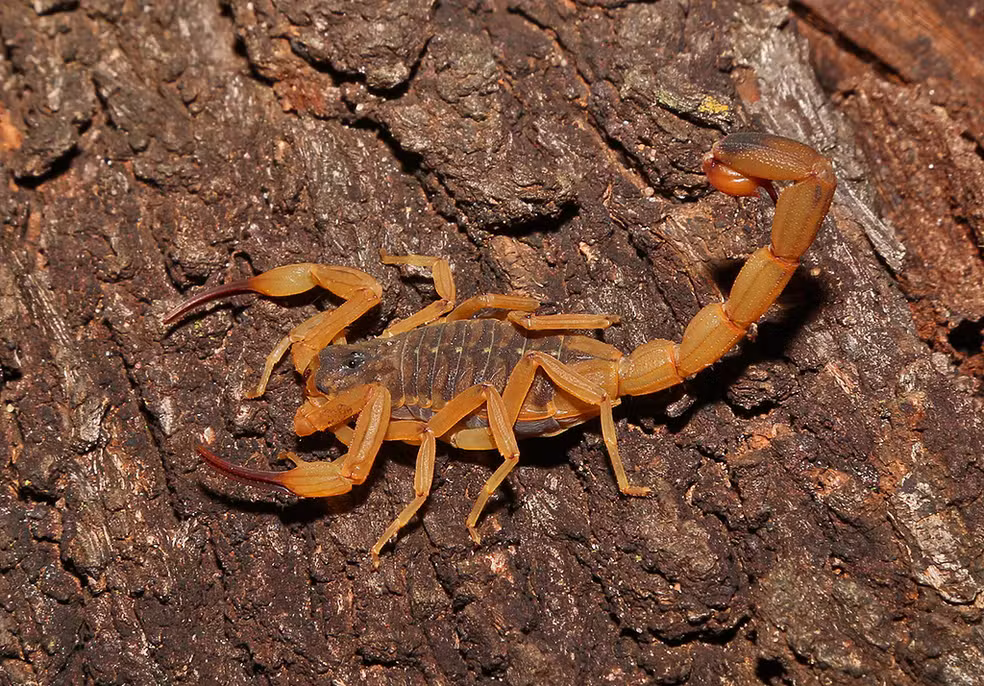 Brazil has experienced a worrying increase in scorpion accidents in recent years, and cases in Acre are also increasing