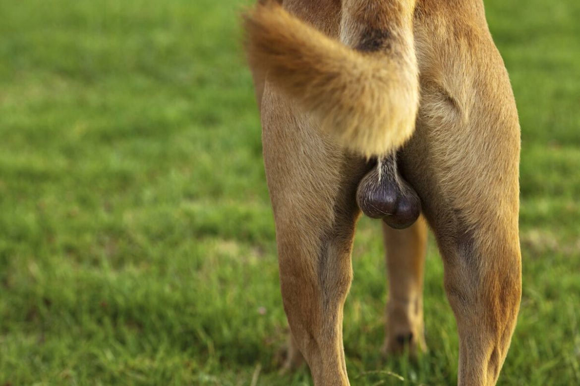 The secret to healthy aging may be hidden in dogs' testicles
