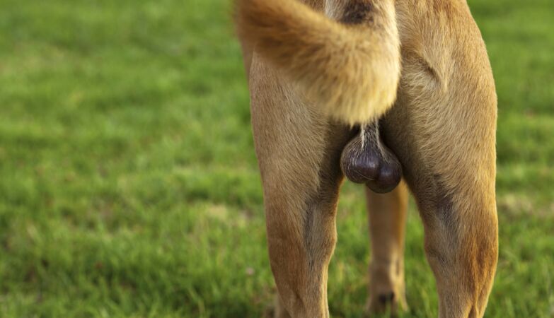 The secret to healthy aging may be hidden in dogs' testicles