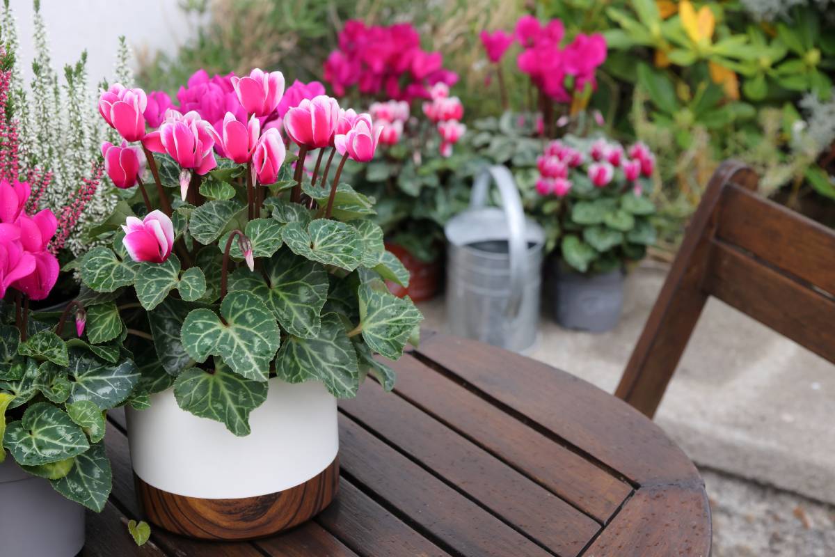 cyclamen outdoors