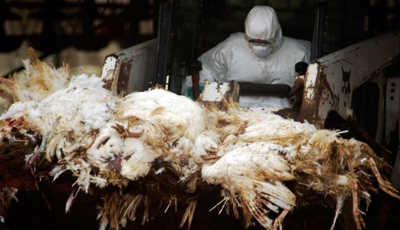 Bird flu spreads and cancels event in Portugal