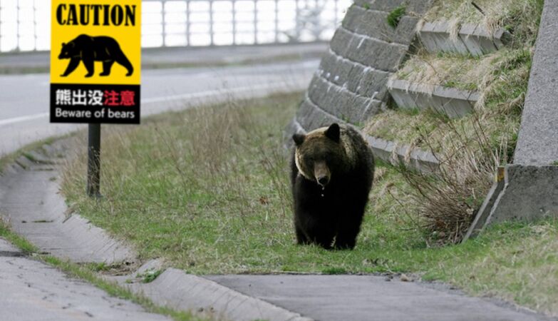 Japan calls on retired army and police to combat wave of deadly bear attacks