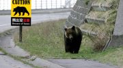 Japan calls on retired army and police to combat wave of deadly bear attacks