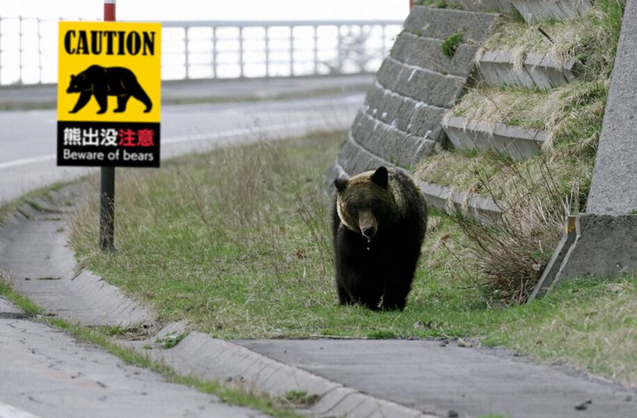 Japan calls on retired army and police to combat wave of deadly bear attacks