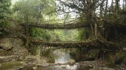 The Khasi have been training trees for centuries to create living bridges