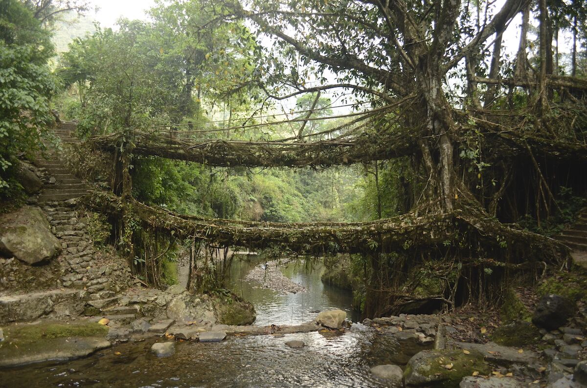 The Khasi have been training trees for centuries to create living bridges