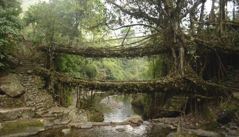 The Khasi have been training trees for centuries to create living bridges